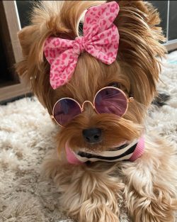 The intelligence of the Yorkshire Terrier is above average, and it is not difficult to teach him ...