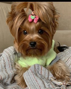 You should gradually accustom your Yorkie to house noises: try to speak in low tones at first, d ...