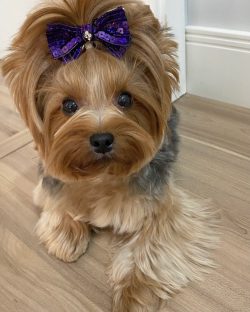 These cute dogs are very friendly and easily find a “common language” with other ani ...