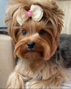 Like all terriers, they are very energetic, hardy, and have a good reaction.