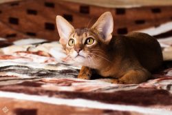 Since the coat of Abyssinian cats is short and smooth, a rubber and metal brush with curved teet ...