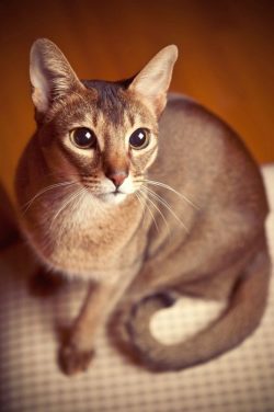 Breeders do not recommend bathing Abyssinians without an urgent need. They are able to take care ...