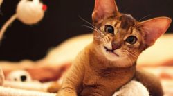 It is much more important to trim your pet’s claws twice a month. Ears should be examined  ...