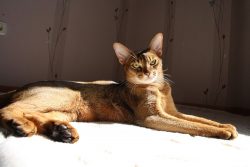 The most vulnerable place of Abyssinian cats is their teeth. They are more prone to tartar forma ...