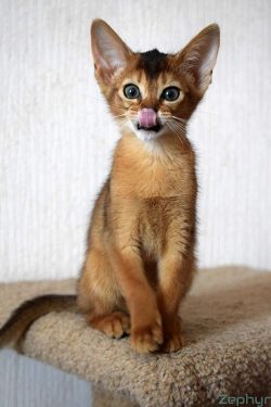 According to statistics, males are more often born in Abyssinian cats. It is estimated that on a ...