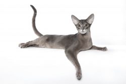 Some Abyssinian owners claim that these pets can hypnotize with a glance. Two more remarkable ta ...