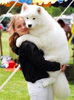 The Samoyed dog is famous for its good character, carefree and cheerful. They are affectionate,  ...