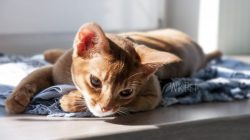 The Abyssinian cat is the most loving and intelligent cat that cannot live without communication ...