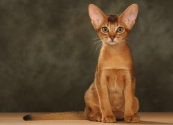 The Abyssinian is a real friend in the family, her presence in all matters in the house. Often c ...
