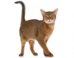 The Abyssinian cat is the oldest breed.There are several legends about the origin of this breed, ...