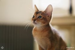 During the excavations of the ancient cities of Egypt: Beni-Hasan and Bubastis, mummies of cats  ...
