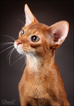 The next fact about the origin of the Abyssinian cat is the appearance of the cat in England, mo ...