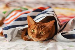 According to history, the Abyssinians are the most ancient type of cats, often this breed was ca ...