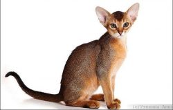 Abyssinian cats have become heroes of several films. One of which “Cat from Space” w ...