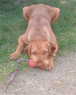 Wire-haired vizsla are versatile hunting dogs suitable for hunting in the field, in the forest,  ...