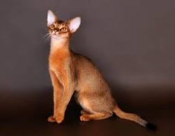 The uniqueness of the Abyssinian cat breed is wild in appearance and a completely affectionate pet.