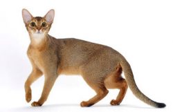 The Abyssinian has a very short and hard coat, incredibly soft and shiny to the touch. The Abyss ...