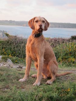 They are able to successfully chase the big game and, thanks to their excellent sense of smell,  ...