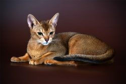 The Abyssinian loves to sit next to the baby, as if guarding him. You can safely say there is no ...