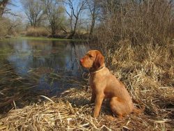 Versatility and high adaptability allow it to be an excellent companion and family dog, to succe ...