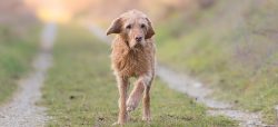 Wire-haired vizsla can be susceptible to allergic skin diseases. 