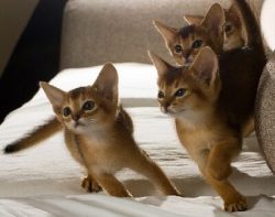 The Abyssinian breed of cats is long-livers, with good care, nutrition and timely treatment in a ...
