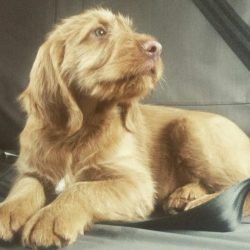 Wire-haired vizsla can be susceptible to allergic skin diseases. 