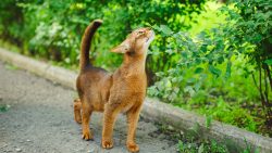 The Abyssinian cat can be fed both with super premium dry food and natural. It is strictly forbi ...