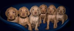 Wire-haired vizsla can be susceptible to allergic skin diseases. 