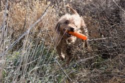 Wire-haired vizsla can be susceptible to allergic skin diseases. 