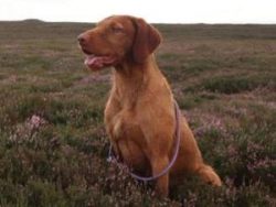 Wire-haired vizsla can be susceptible to allergic skin diseases. 