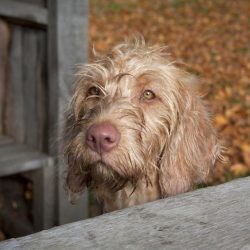 Wire-haired vizsla can be susceptible to allergic skin diseases. 