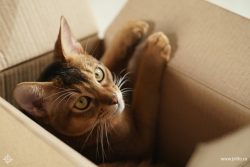There are nuances on feeding Abyssinian kittens, it is necessary to check with the breeder of th ...