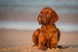 Wire-haired vizsla can be susceptible to allergic skin diseases. 