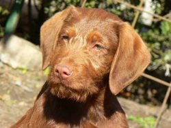 With well-developed lean muscles and strong tendons, the vizsla gives the impression of a true a ...