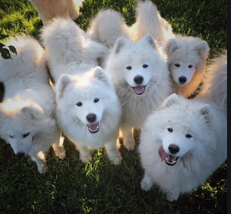 Each dog breed has its own advantages and disadvantages. And the Samoyed Laika is no exception. 