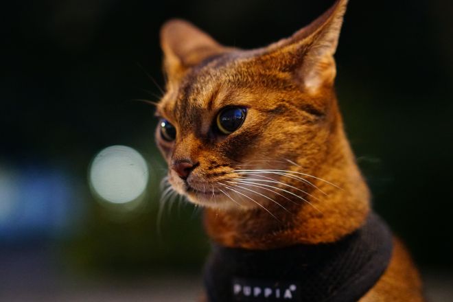 Taking an Abyssinian cat, you can feel happy from spending time with the most graceful and beaut ...