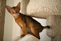 The Abyssinian cat is widely known in the USA and Europe, in Russia it appeared relatively recen ...