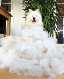 Samoyeds are very good at feeling holes and cracks on the ice, even if they are hidden under a t ...