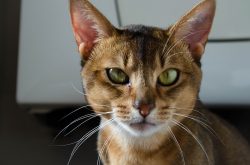 The head of the Abyssinian cat has the shape of a rounded wedge, the muzzle should not be pointe ...