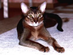 Abyssinian ears are large, wide, set at an angle, it seems as if the cat is constantly listening ...