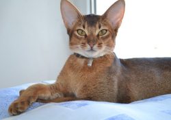 The tail of the Abyssinian cat is long, flexible, playful, wide at the bases and tapering toward ...