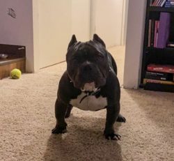 Well, socialized American Bully dogs get along well with other pets too. An exception can be sex ...
