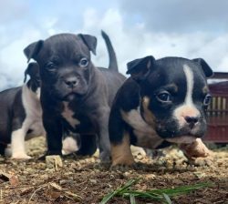 Cats, pet rodents, and birds are not the best company for dogs. Limit American contact with thes ...