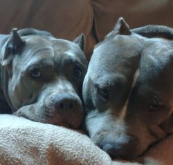 Bully cannot be called real “lively”, but they are also not considered to be lazy pe ...