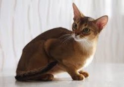 When the Abyssinian cat moves, she looks just great, her grace and agility are amazing.