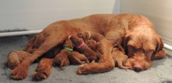 When raising a Hungarian Vizsla puppy, focus on the commands, approaches, and prohibitions that  ...