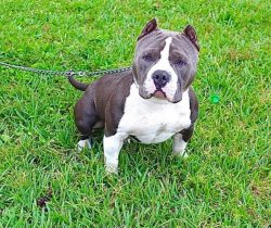 Bully owners recommend occasionally go hiking with their dogs: a new environment, active games,  ...