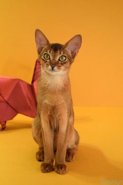 Cats of this breed are distinguished by intelligence and ingenuity, the Abyssinian will become a ...