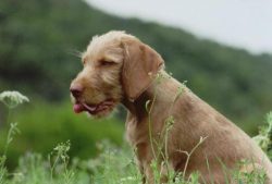 Obedient, intelligent, and outgoing, the Hungarian Vizsla is perfect as a first dog. 